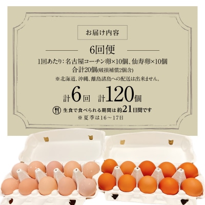 【6回便】名古屋コーチン卵・仙寿卵お試しセット 各10個入り×6回[006K04-T]