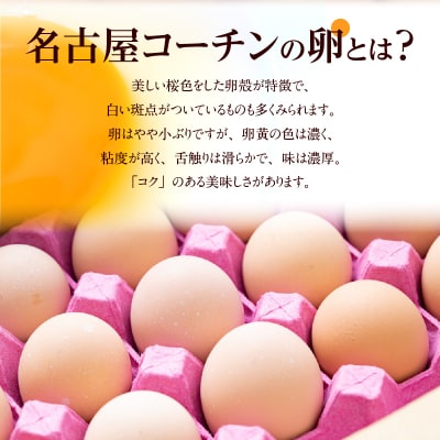 【3回便】名古屋コーチン卵 30個入り×3回(計90個)[006K01-T]