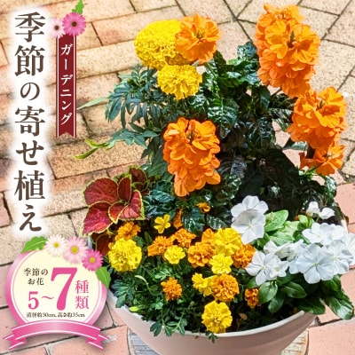 季節のお花5種類～7種類使用　ガーデニング　季節の寄せ植え　花　鉢植え　花屋[142F01]