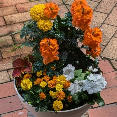 季節のお花5種類～7種類使用　ガーデニング　季節の寄せ植え　花　鉢植え　花屋[142F01]