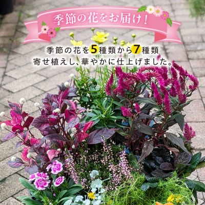 季節のお花5～7種類使用 ガーデニング季節の寄せ植え 鉢植え フラワー おまかせ植物[142F01]