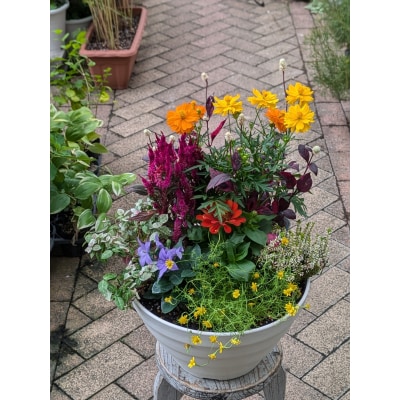 季節のお花5種類～7種類使用　ガーデニング　季節の寄せ植え　花　鉢植え　花屋[142F01]