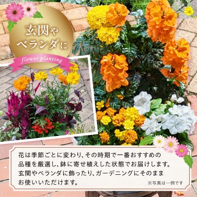季節のお花5～7種類使用 ガーデニング季節の寄せ植え 鉢植え フラワー おまかせ植物[142F01]