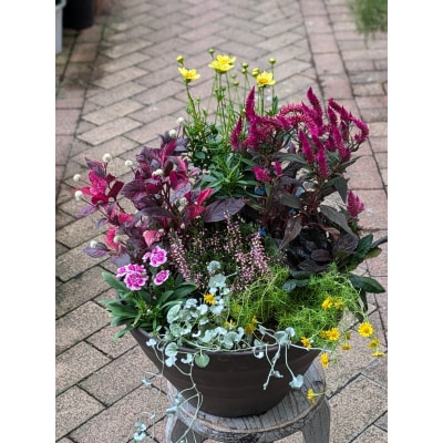 季節のお花5種類～7種類使用　ガーデニング　季節の寄せ植え　花　鉢植え　花屋[142F01]