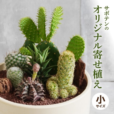 サボテンのオリジナル寄せ植え(小)【観葉植物・多肉植物】[133O01]