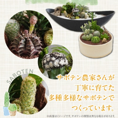 サボテンのオリジナル寄せ植え(小)【アニマルセット】(観葉植物・多肉植物)[133O03-02]