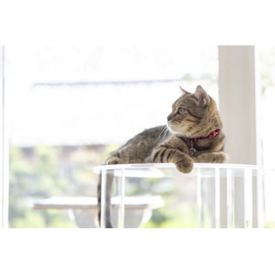 アクリル製キャットタワーlarge [149F04] | 愛知県小牧市