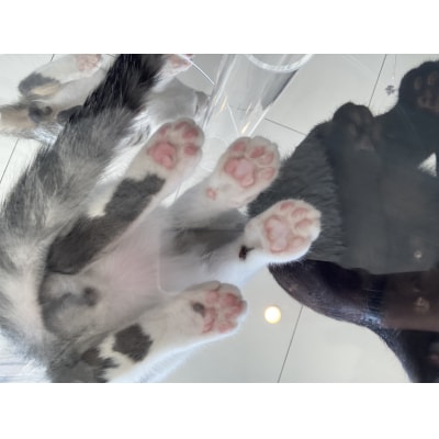 キーホルダー 子猫 かわいい 二足歩行 着衣 2D アクリル 8cm 頭