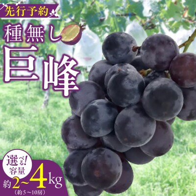 種無し巨峰 約2kg(約5房) 2025年 先行受付 種なしぶどう [098O02]