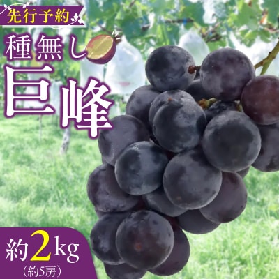 種無し巨峰 約2kg(約5房) 2026年 先行受付 種なしぶどう [098O02]