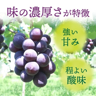 種無し巨峰 約2kg(約5房) 2026年 先行受付 種なしぶどう [098O02]