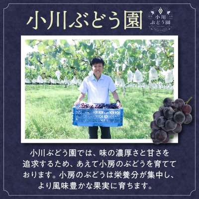 種無し巨峰 約2kg(約5房) 2026年 先行受付 種なしぶどう [098O02]