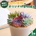 【佳花園】多肉植物のオリジナル寄せ植え [156K04]