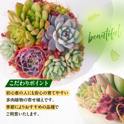 【佳花園】多肉植物のオリジナル寄せ植え [156K04]