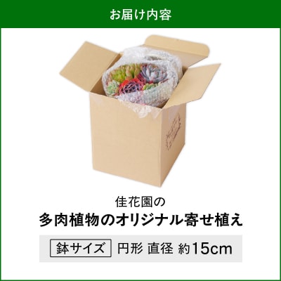 【佳花園】多肉植物のオリジナル寄せ植え [156K04]