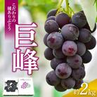こだわりの種あり巨峰　約2kg　2026年発送分[034K01]