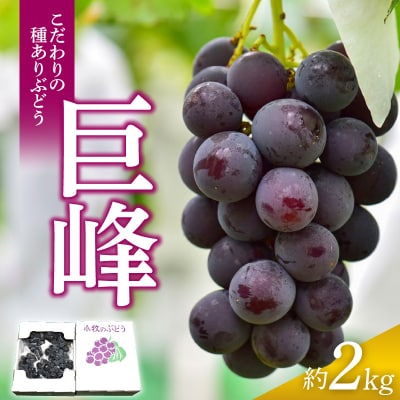 【残りわずか!】こだわりの種あり巨峰　約2kg　2026年8月20日頃発送分[034K01]