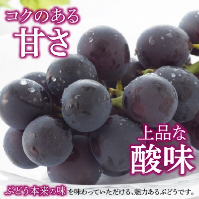 こだわりの種あり巨峰　約2kg(先行受付)[034K01]