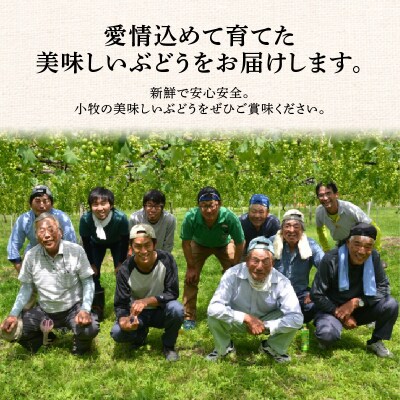 こだわりの種あり巨峰　約2kg(先行受付)[034K01]