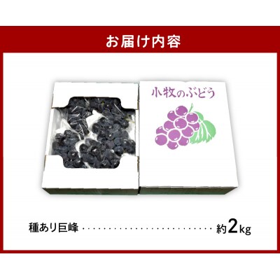 こだわりの種あり巨峰　約2kg(先行受付)[034K01]