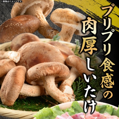 【名古屋コーチン入り】駒来しいたけの 駒丼(こまどん) (レトルト)[131L03]