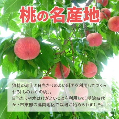 【数量限定】 しのおかの大きな桃(白鳳・特秀クラス)[017O01]