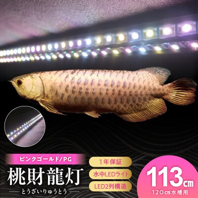 金龍の鱗を美しく照らす!ピンクゴールドの水中アロワナライト|PG120-EX[172C16]
