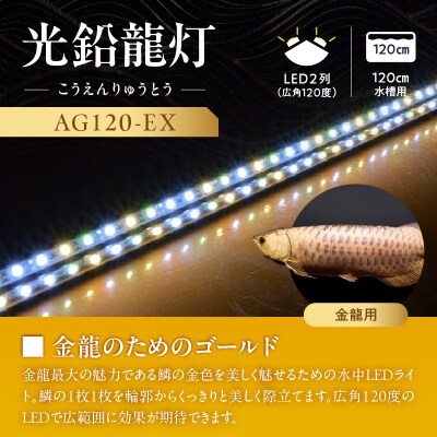水槽全体を明るく照らし、鱗を際立たせる!金龍専用の高輝度水中ライト|AG120-EX[172C17]