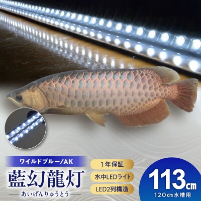 一瞬で綺麗に魅せる!金龍の青を最大限に強調する水中LEDライト|AK120-EX[172C18]