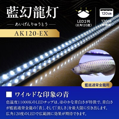 一瞬で綺麗に魅せる!金龍の青を最大限に強調する水中LEDライト|AK120-EX[172C18]