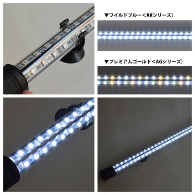 一瞬で綺麗に魅せる!金龍の青を最大限に強調する水中LEDライト|AK120-EX[172C18]