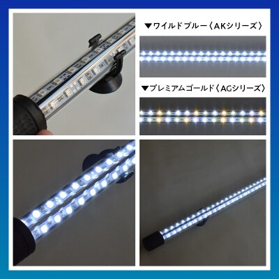 一瞬で綺麗に魅せる!金龍の青を最大限に強調する水中LEDライト|AK120-EX[172C18]