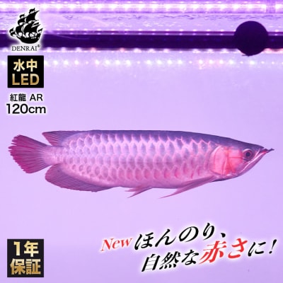 変化を体感!水を赤くせず、紅龍だけ美しく魅せる水中LEDライト|AR120-EX[172C19]