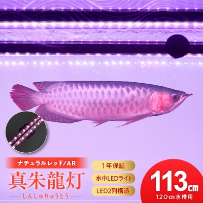 変化を体感!水を赤くせず、紅龍だけ美しく魅せる水中LEDライト|AR120-EX[172C19]