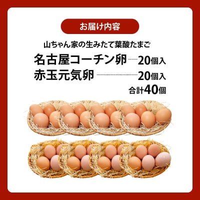 【生みたて葉酸たまご】名古屋コーチン卵・赤玉元気卵 食べ比べセット(合計40個)[132Y10]