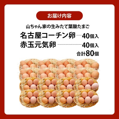 【生みたて葉酸たまご】名古屋コーチン卵・赤玉元気卵 食べ比べセット(合計80個)[132Y11]