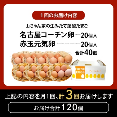 【3ヶ月定期便】「生みたて葉酸たまご」名古屋コーチン卵・赤玉元気卵 40個×3回[132Y11-T]