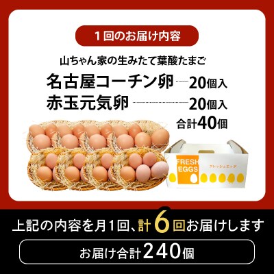 【6ヶ月定期便】「生みたて葉酸たまご」名古屋コーチン卵・赤玉元気卵 40個×6回[132Y12-T]