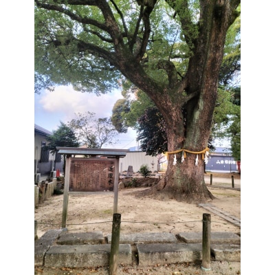 SV連理木リング〈2.5mm幅〉(14号)[016K29-04]