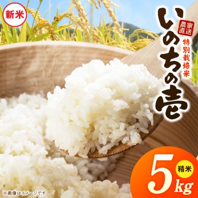 【R8年産新米 先行受付】特別栽培米「いのちの壱」(5kg)<農家直送> [208K01]