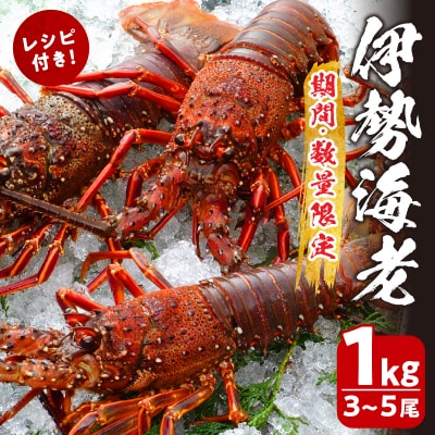 ≪数量限定≫伊勢海老(計1kg) えび 魚介 海鮮 国産_T013-001