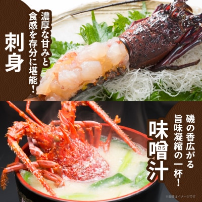 ≪数量限定≫伊勢海老(計1kg) えび 魚介 海鮮 国産_T013-001