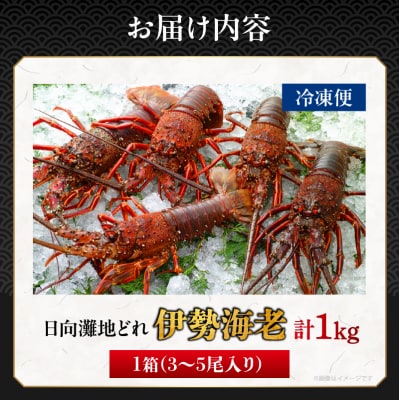 ≪数量限定≫伊勢海老(計1kg) えび 魚介 海鮮 国産_T013-001