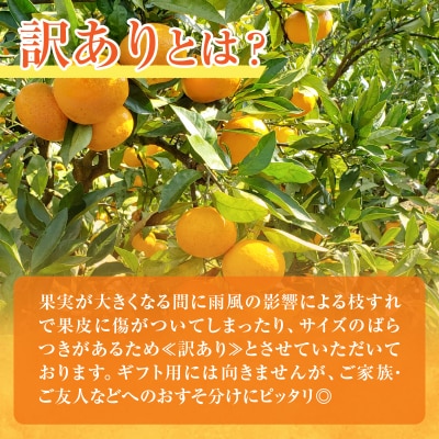 先行受付★訳あり≪数量限定≫不知火(つのぽん)約5kg フルーツ 果物 国産_T002-002