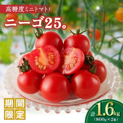 ≪期間限定≫高糖度ミニトマト『ニーゴ25。』(計1.6kg) ミニトマト_T040-0021