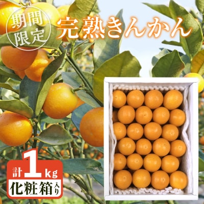 ≪数量限定≫完熟きんかん(計1kg)_T042-0021