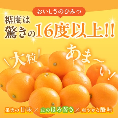 先行受付≪数量限定≫完熟きんかん(計1kg)_T042-0021