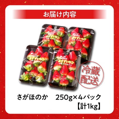 先行受付≪数量限定≫都農町産いちご「さがほのか」計1kg_T015-0011