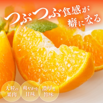 先行予約≪数量限定≫希少な柑橘『はるみ』計5kg フルーツ 果物 柑橘 みかん_T008-001