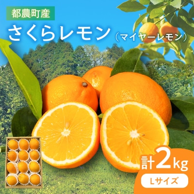 ≪期間限定≫都農町産さくらレモン(マイヤーレモン)計2kg フルーツ 果物_T002-003